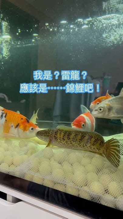 錦鯉體質意思|【錦鯉體質 意思】高檔觀賞魚 